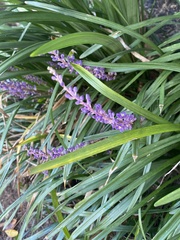 Liriope