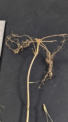 Elymus riparius