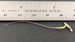 Elymus riparius