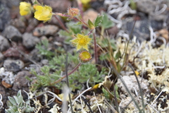Erigeron compositus
