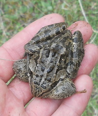 Rana macrocnemis