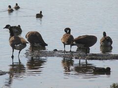 Branta canadensis