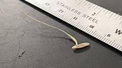 Elymus riparius