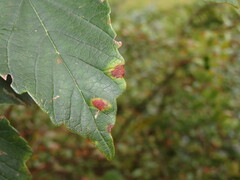 Aceria pseudoplatani