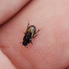 Chilothorax distinctus