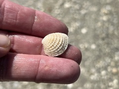 Chione elevata