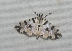 Conchylodes salamisalis