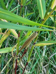 Phragmites australis americanus