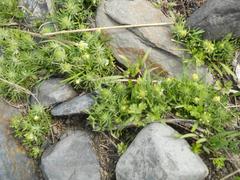 Ceratocephala falcata