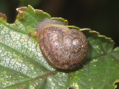 Cornu aspersum