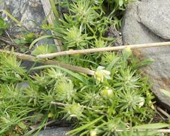 Ceratocephala falcata