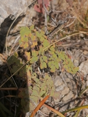 Thalictrum foetidum