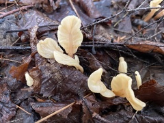 Cudoniaceae