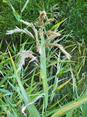 Phragmites australis americanus