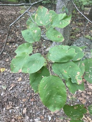 Amelanchier arborea