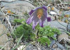 Pulsatilla violacea
