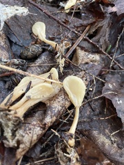 Cudoniaceae