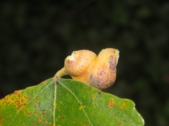 Pemphigus spyrothecae