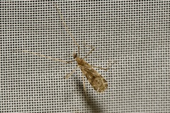 Ilisia maculata