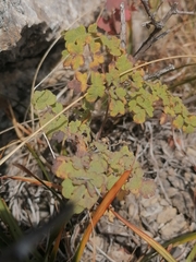 Thalictrum foetidum