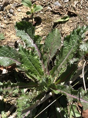 Sonchus asper