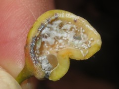 Pemphigus spyrothecae