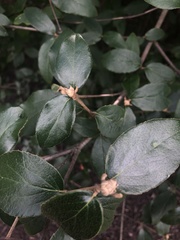 Viburnum × burkwoodii