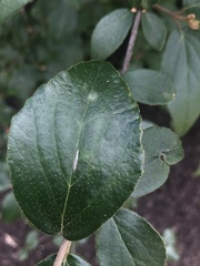 Viburnum × burkwoodii