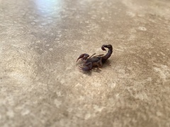 Vaejovis carolinianus