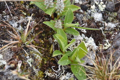 Salix arctica