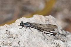 Argia lugens