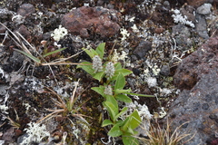 Salix arctica