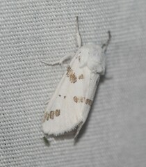 Euerythra trimaculata