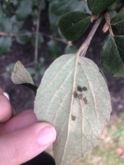 Viburnum × burkwoodii