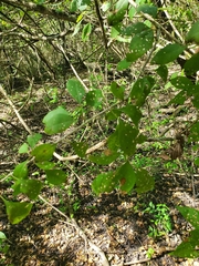 Forestiera acuminata