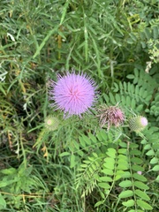 Cirsium