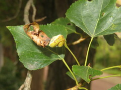 Pemphigus spyrothecae