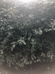 Viburnum × burkwoodii