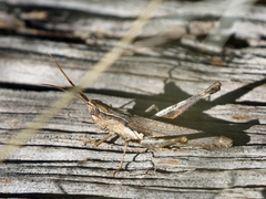Acantherus piperatus
