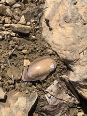 Utterbackia imbecillis