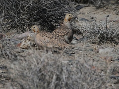 Syrrhaptes paradoxus