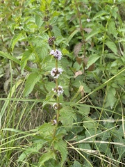 Mentha canadensis