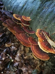 Daedaleopsis tricolor