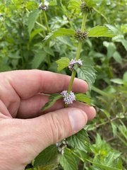 Mentha canadensis
