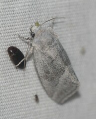 Plagiomimicus caesium