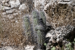 Echinocereus engelmannii fasciculatus