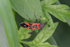 Lygaeus equestris