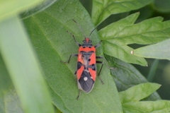 Lygaeus equestris