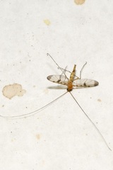 Macrocera phalerata