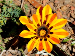 Gazania × splendens